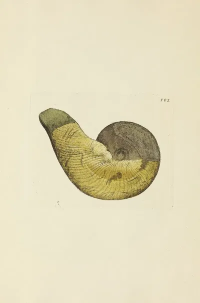 The Mineral Conchology Of Great Britain Pl 178