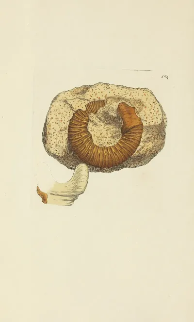 The Mineral Conchology Of Great Britain Pl 179