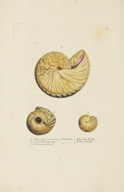 The Mineral Conchology Of Great Britain Pl 180
