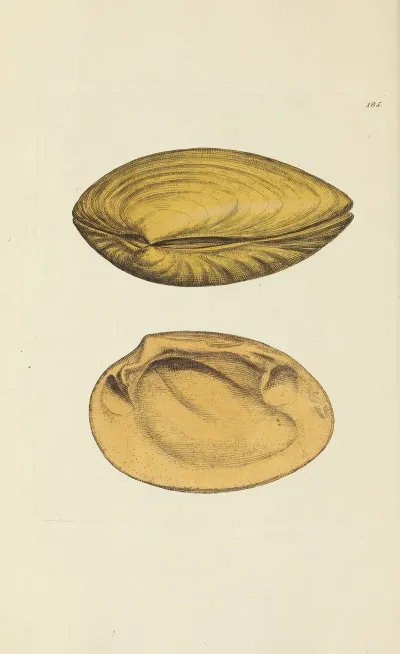 The Mineral Conchology Of Great Britain Pl 181