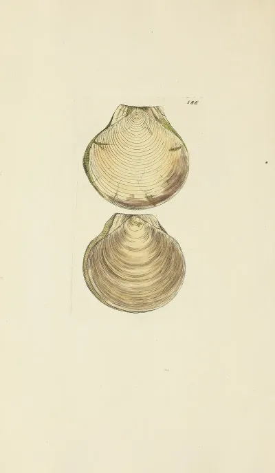 The Mineral Conchology Of Great Britain Pl 182