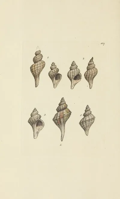 The Mineral Conchology Of Great Britain Pl 183