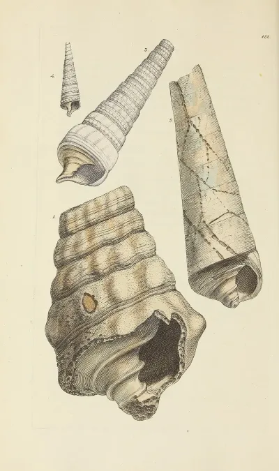 The Mineral Conchology Of Great Britain Pl 184