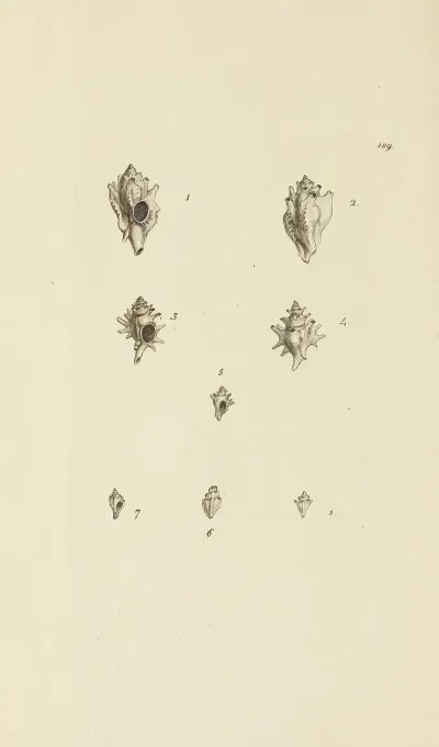 The Mineral Conchology Of Great Britain Pl 185