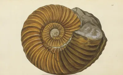 The Mineral Conchology Of Great Britain Pl 186