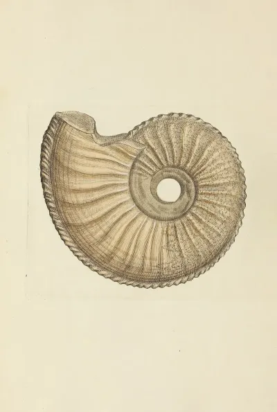 The Mineral Conchology Of Great Britain Pl 187