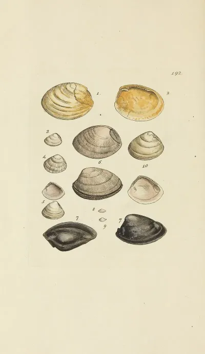 The Mineral Conchology Of Great Britain Pl 188