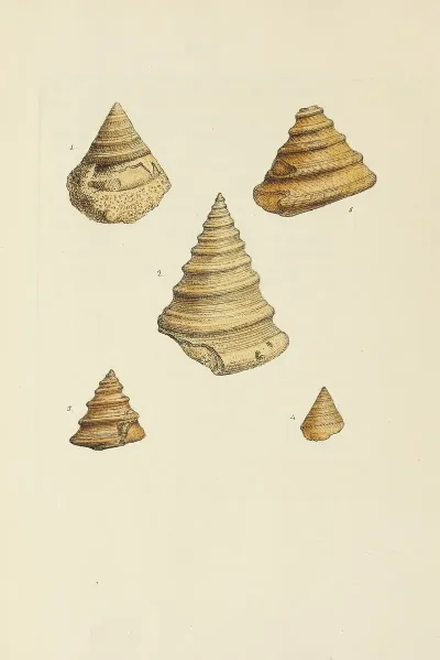 The Mineral Conchology Of Great Britain Pl 189