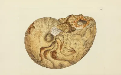 The Mineral Conchology Of Great Britain Pl 190