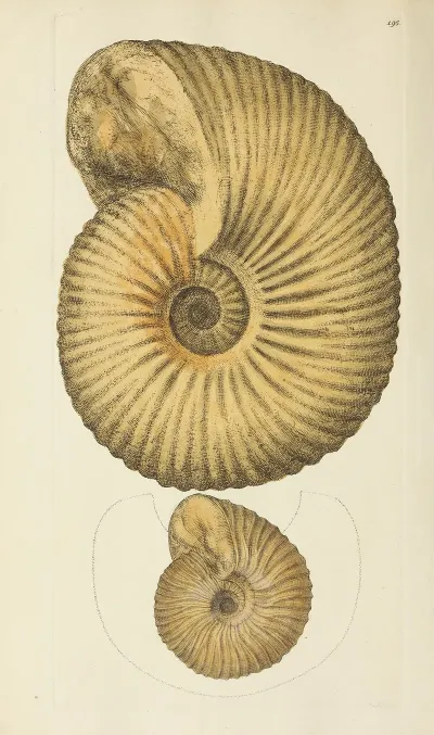 The Mineral Conchology Of Great Britain Pl 191