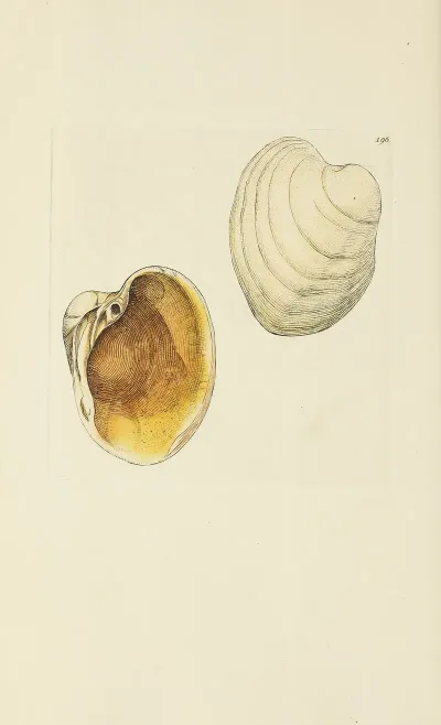 The Mineral Conchology Of Great Britain Pl 192