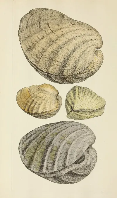 The Mineral Conchology Of Great Britain Pl 193