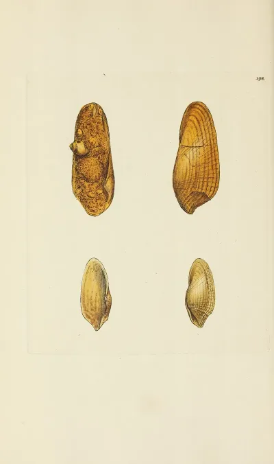 The Mineral Conchology Of Great Britain Pl 194