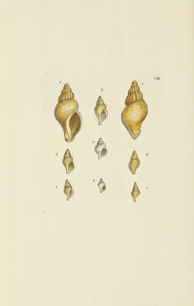 The Mineral Conchology Of Great Britain Pl 195