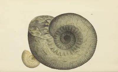 The Mineral Conchology Of Great Britain Pl 196