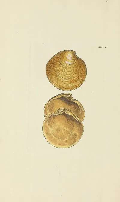 The Mineral Conchology Of Great Britain Pl 197