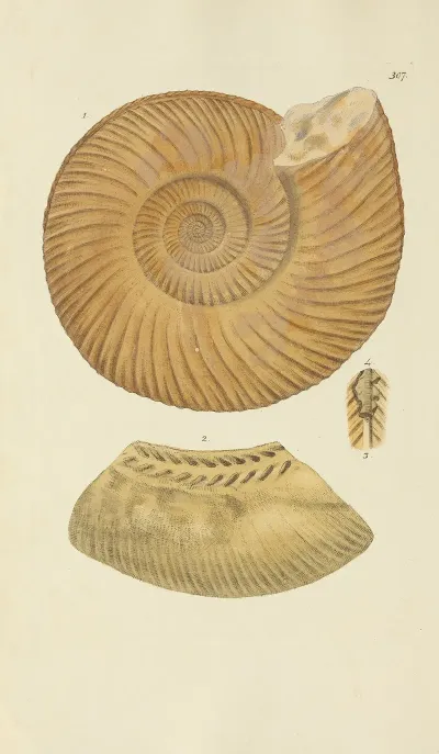 The Mineral Conchology Of Great Britain Pl 198