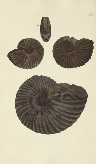 The Mineral Conchology Of Great Britain Pl 199