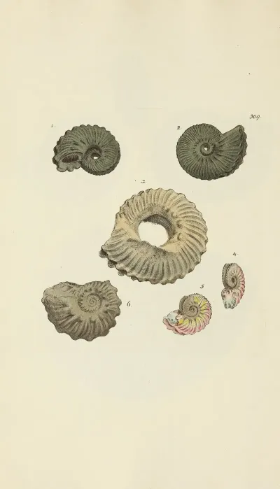 The Mineral Conchology Of Great Britain Pl 200