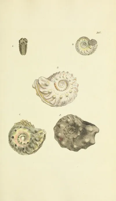 The Mineral Conchology Of Great Britain Pl 201
