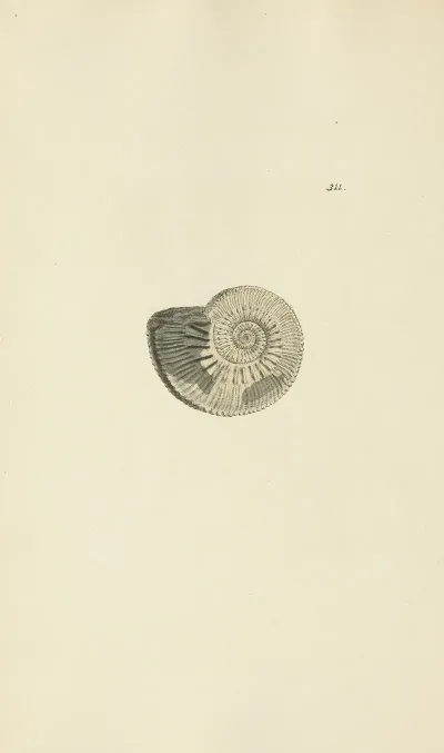 The Mineral Conchology Of Great Britain Pl 202