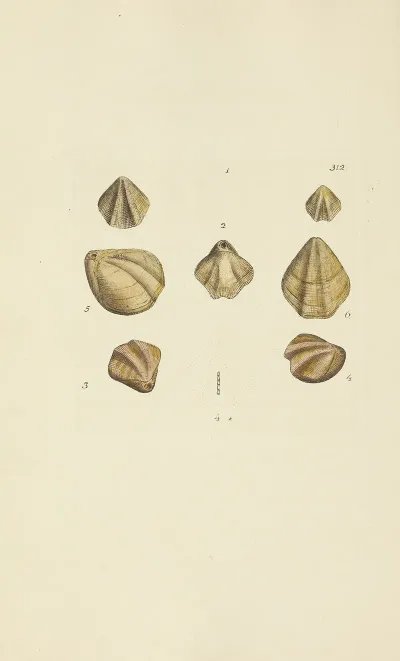The Mineral Conchology Of Great Britain Pl 203