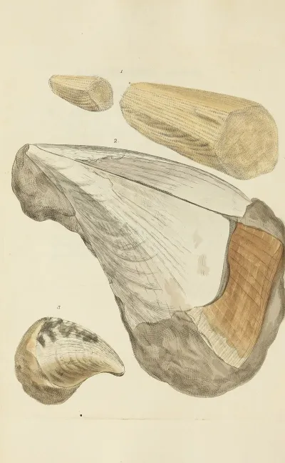 The Mineral Conchology Of Great Britain Pl 204
