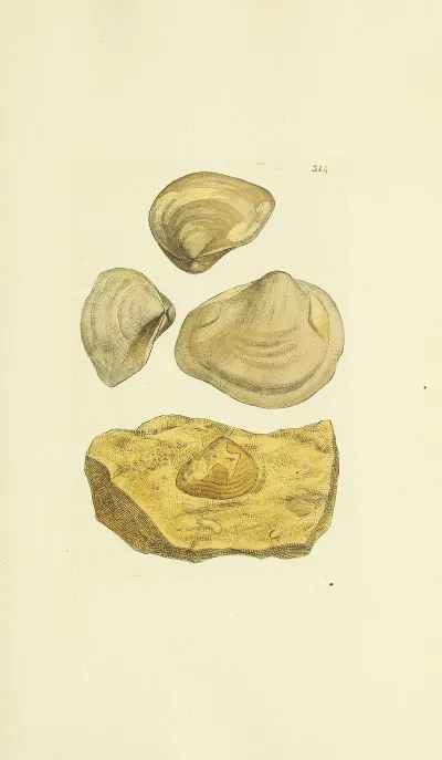The Mineral Conchology Of Great Britain Pl 205