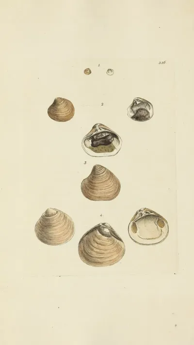 The Mineral Conchology Of Great Britain Pl 206