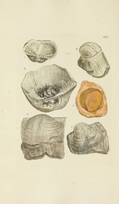 The Mineral Conchology Of Great Britain Pl 207
