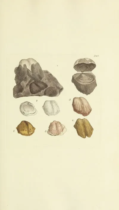 The Mineral Conchology Of Great Britain Pl 208