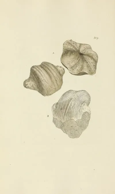 The Mineral Conchology Of Great Britain Pl 209