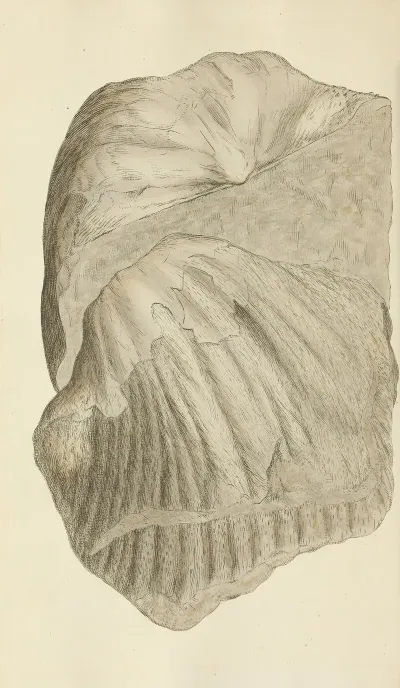 The Mineral Conchology Of Great Britain Pl 210