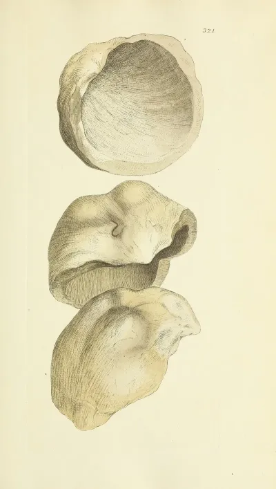 The Mineral Conchology Of Great Britain Pl 211