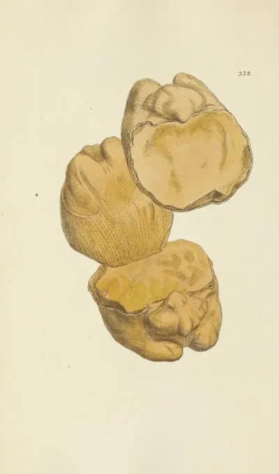 The Mineral Conchology Of Great Britain Pl 212
