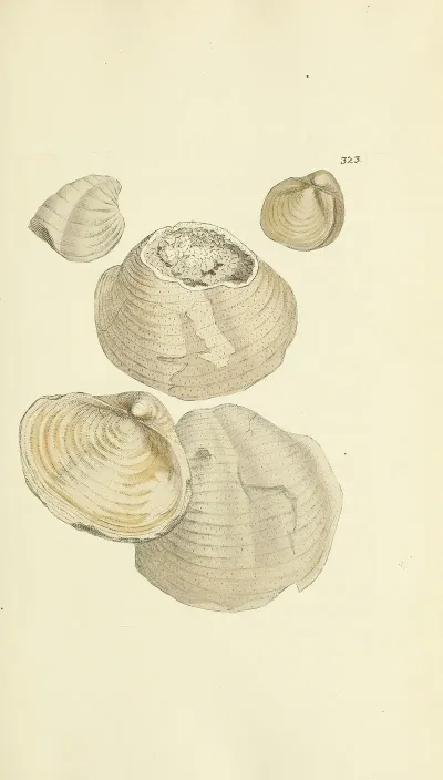 The Mineral Conchology Of Great Britain Pl 213