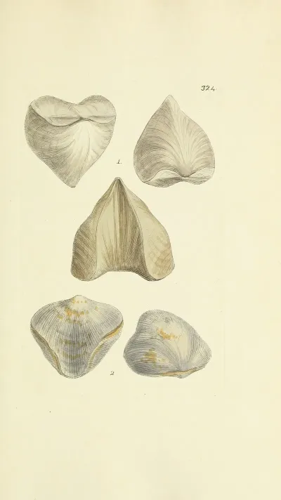 The Mineral Conchology Of Great Britain Pl 214