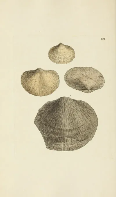 The Mineral Conchology Of Great Britain Pl 215