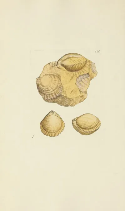 The Mineral Conchology Of Great Britain Pl 216