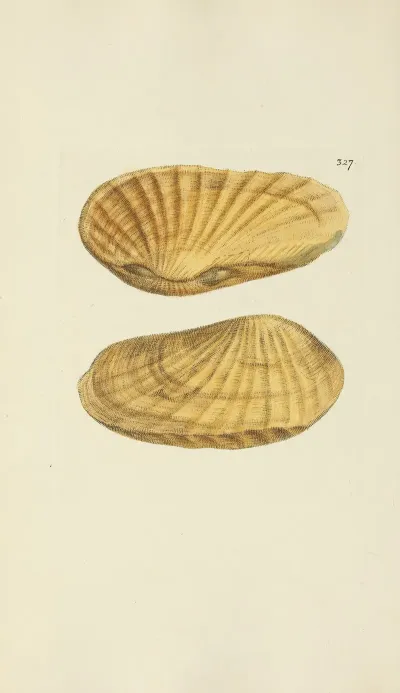 The Mineral Conchology Of Great Britain Pl 217