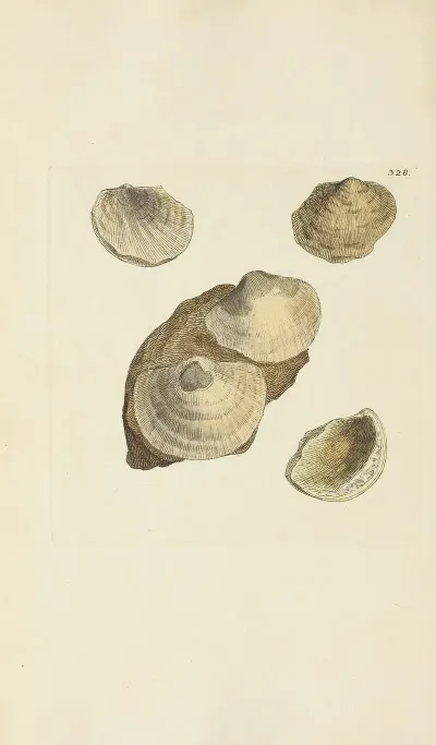 The Mineral Conchology Of Great Britain Pl 218