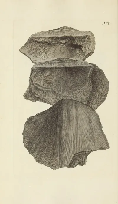 The Mineral Conchology Of Great Britain Pl 219