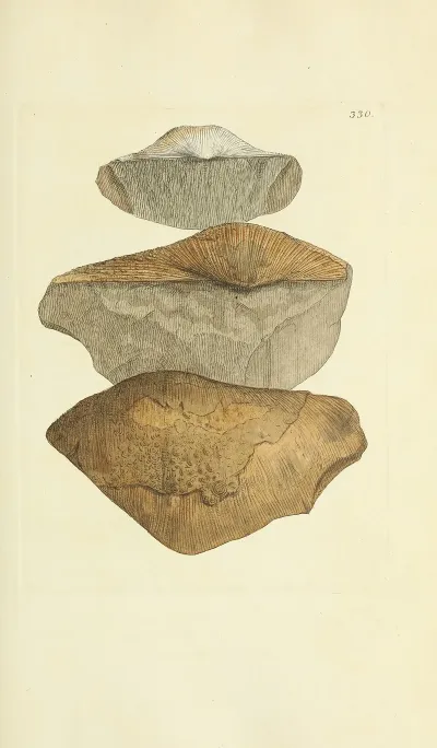 The Mineral Conchology Of Great Britain Pl 220