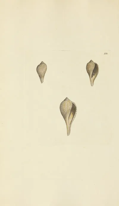 The Mineral Conchology Of Great Britain Pl 221
