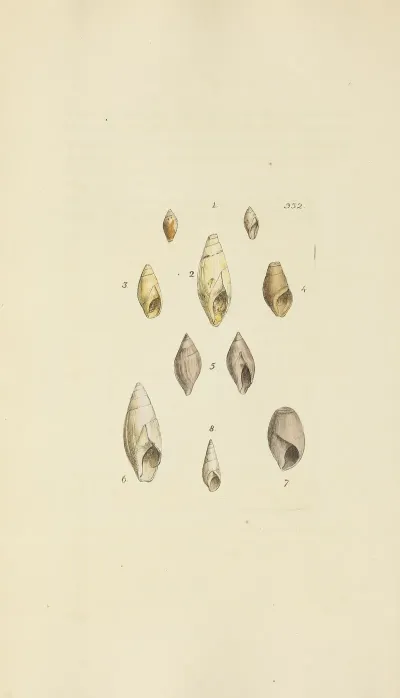 The Mineral Conchology Of Great Britain Pl 222