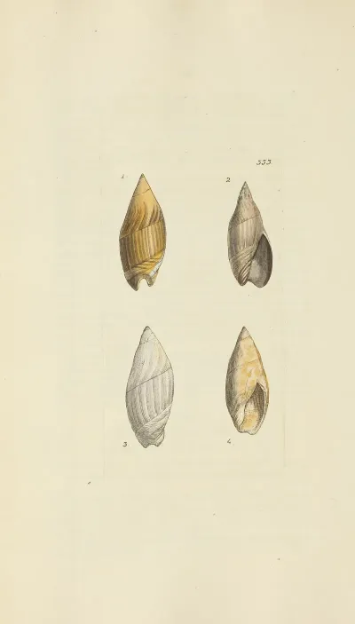 The Mineral Conchology Of Great Britain Pl 223