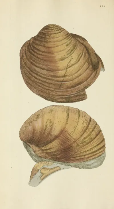 The Mineral Conchology Of Great Britain Pl 224