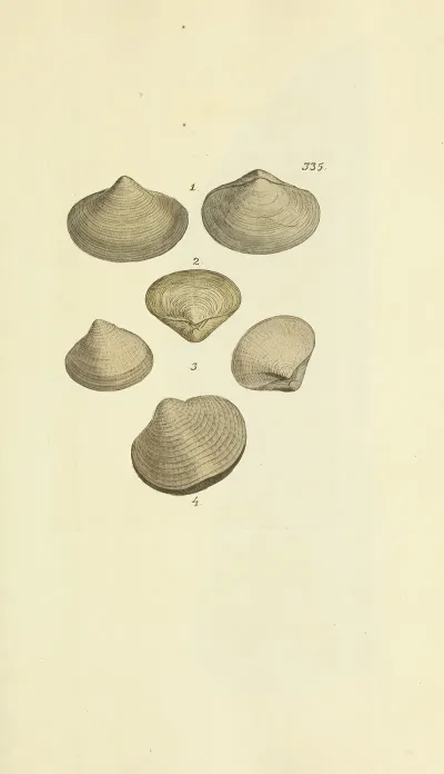 The Mineral Conchology Of Great Britain Pl 225