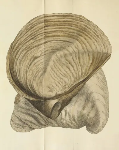 The Mineral Conchology Of Great Britain Pl 226