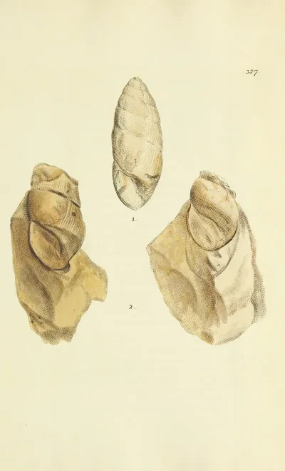 The Mineral Conchology Of Great Britain Pl 227